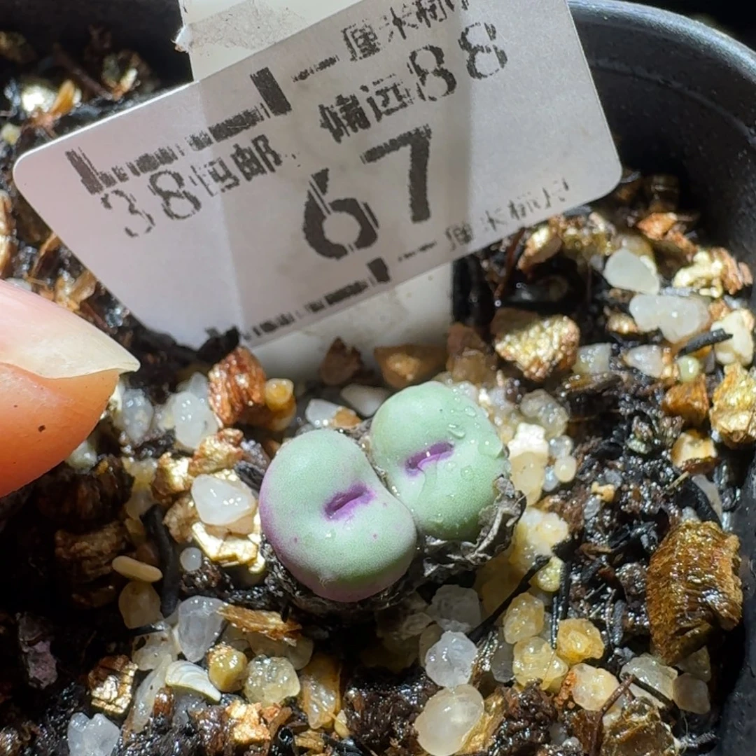 Ssss好货也福利便宜67贝特芬