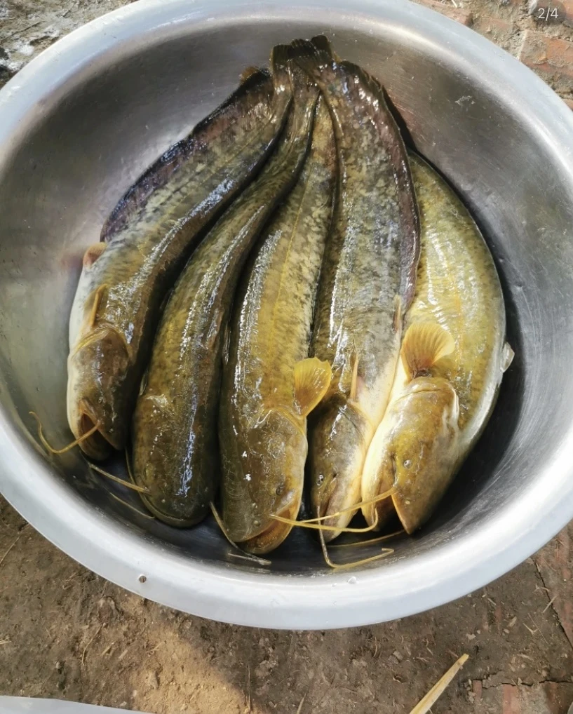 活体鱼四川土大口鲶观赏水族淡水饲养