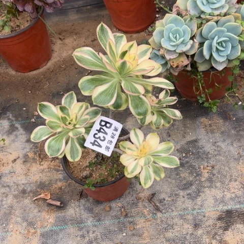 434燕子锦不包断枝