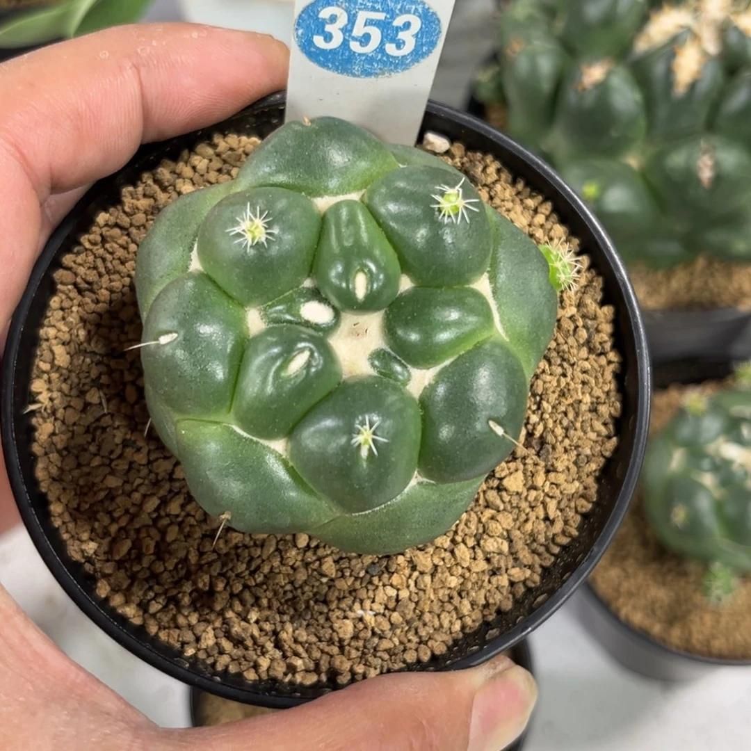 353无刺象牙带盆带土发货