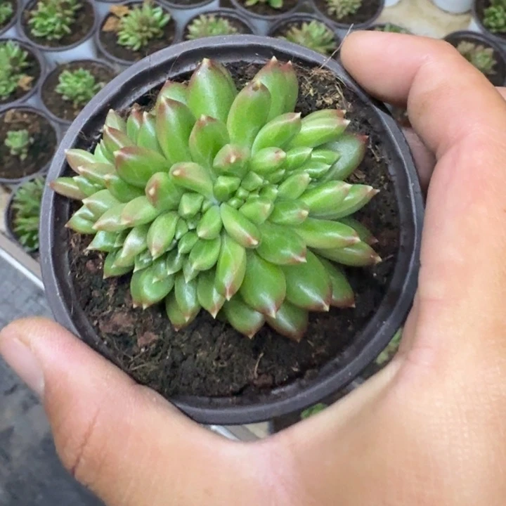 柏拉图 缀化  一物一拍