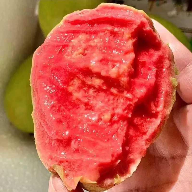 精品福建红心西瓜芭乐大果2颗装约450g 软糯甜