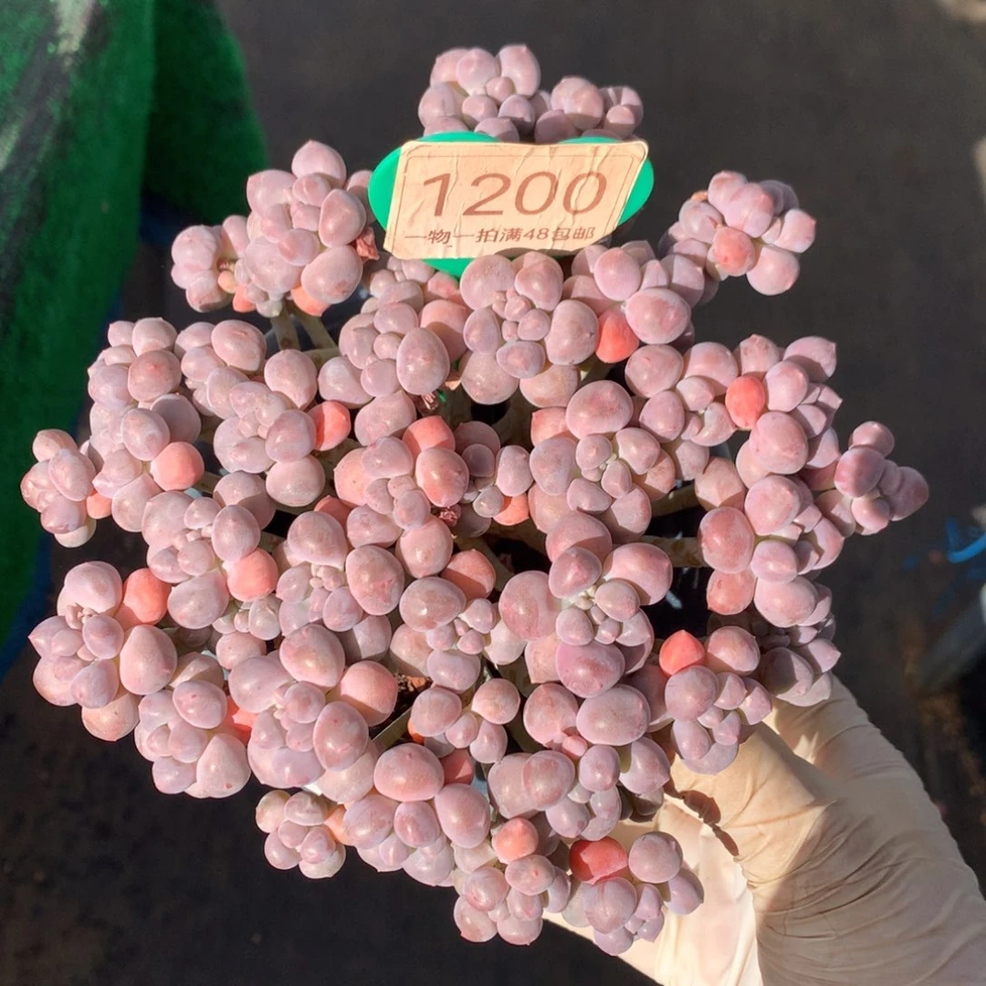 丸叶星黛露无砍平头1200