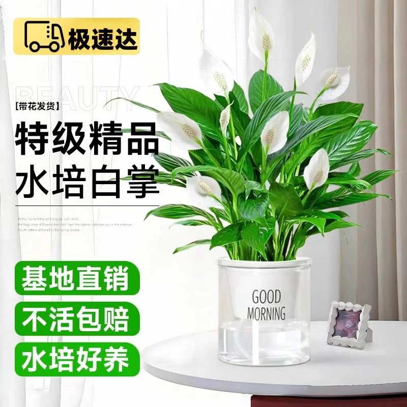 一帆风顺白掌盆栽植物办公室内好养花卉净化空气客厅绿植四季开花