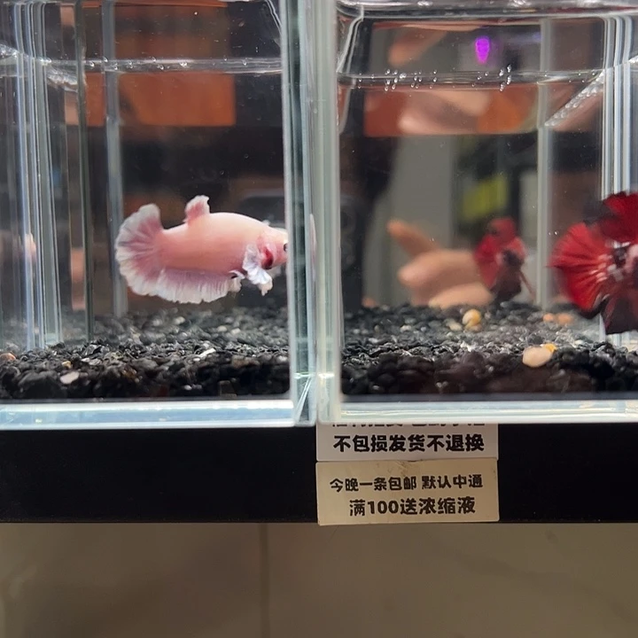 斗鱼竞拍跑单拉黑79日106+85