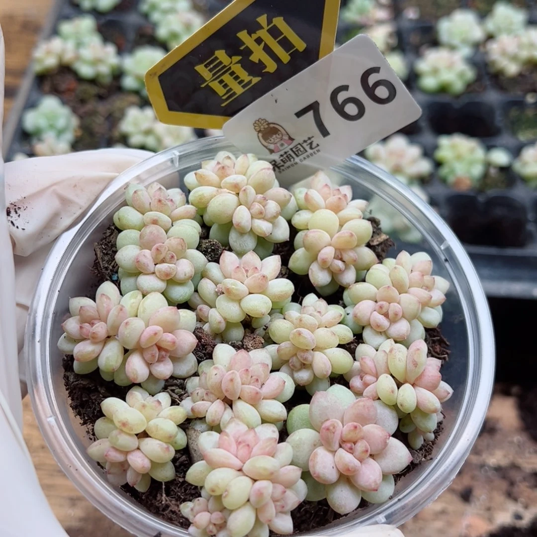 多肉植物多肉植物