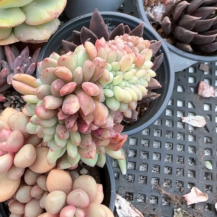 弥****云青蛙王子儿童牙膏111