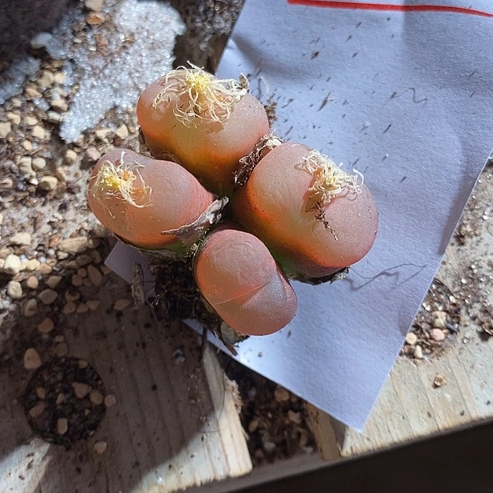 13306。    一群。