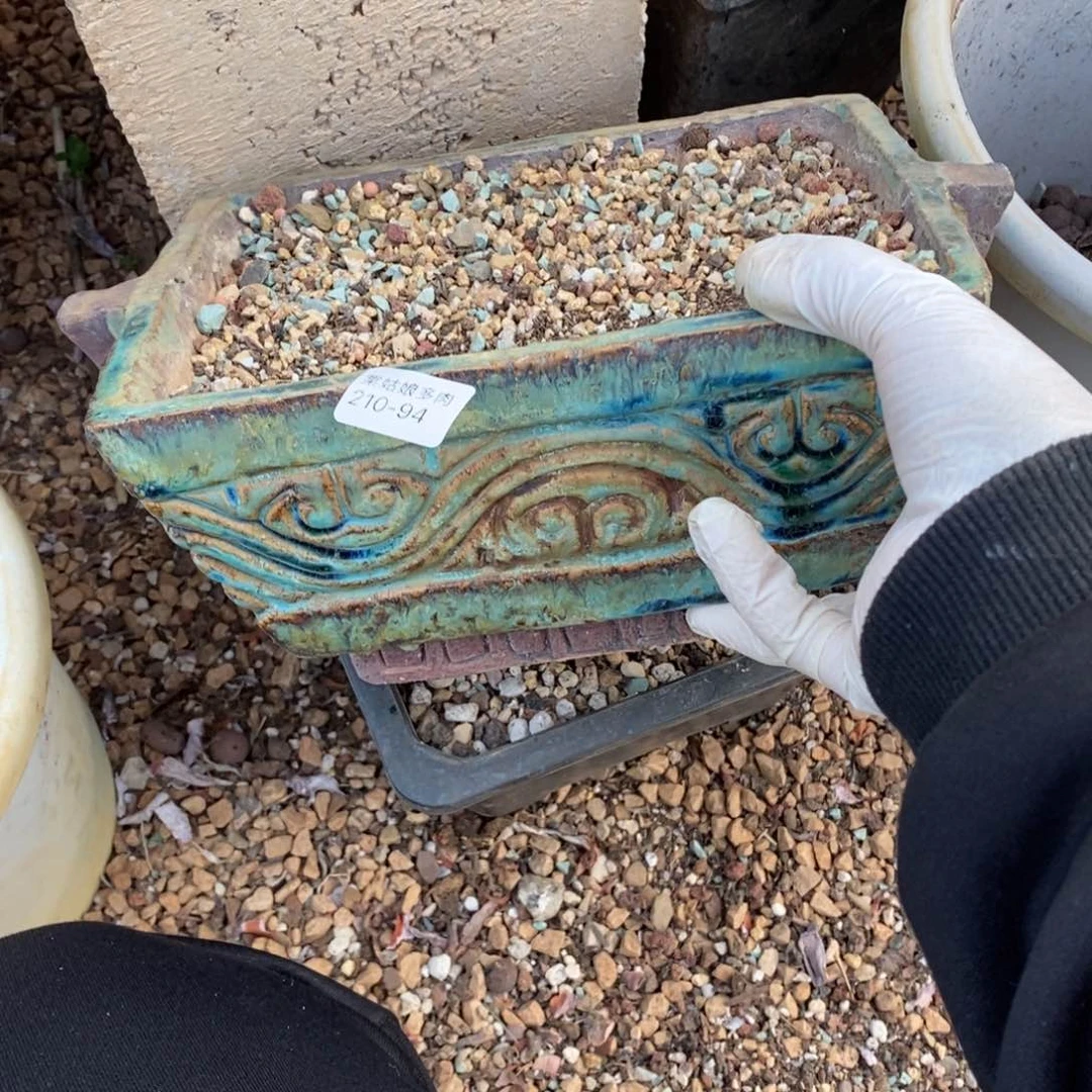 心**飞94号多肉盆一个呀