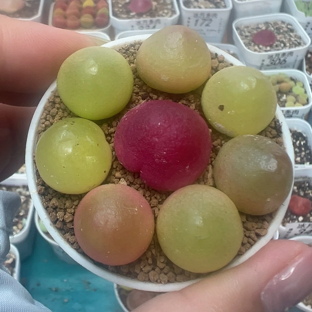 092灯泡裸根发货