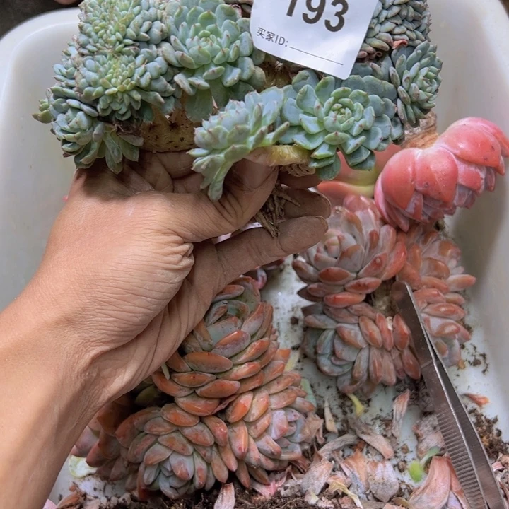 西***兮然的多肉一味一拍193