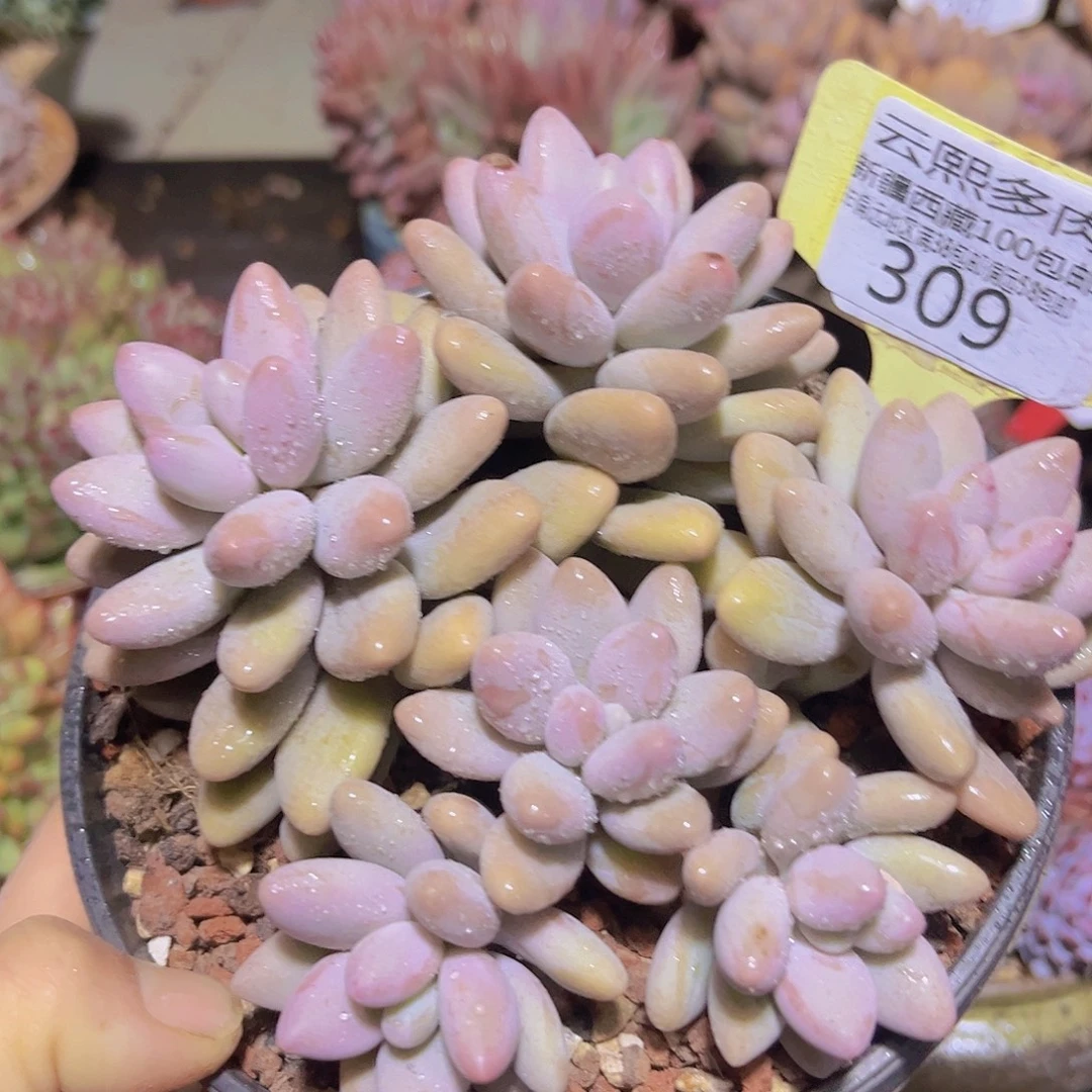 309粉色恋人。多肉植物