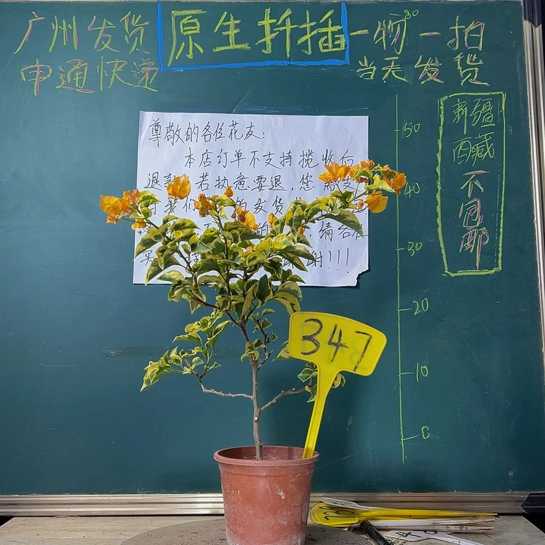 当前无花栽培后可以开花金边黄 347