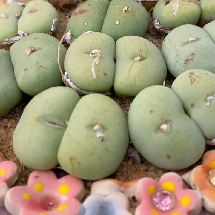 大型紫花饼双头一颗买1送1