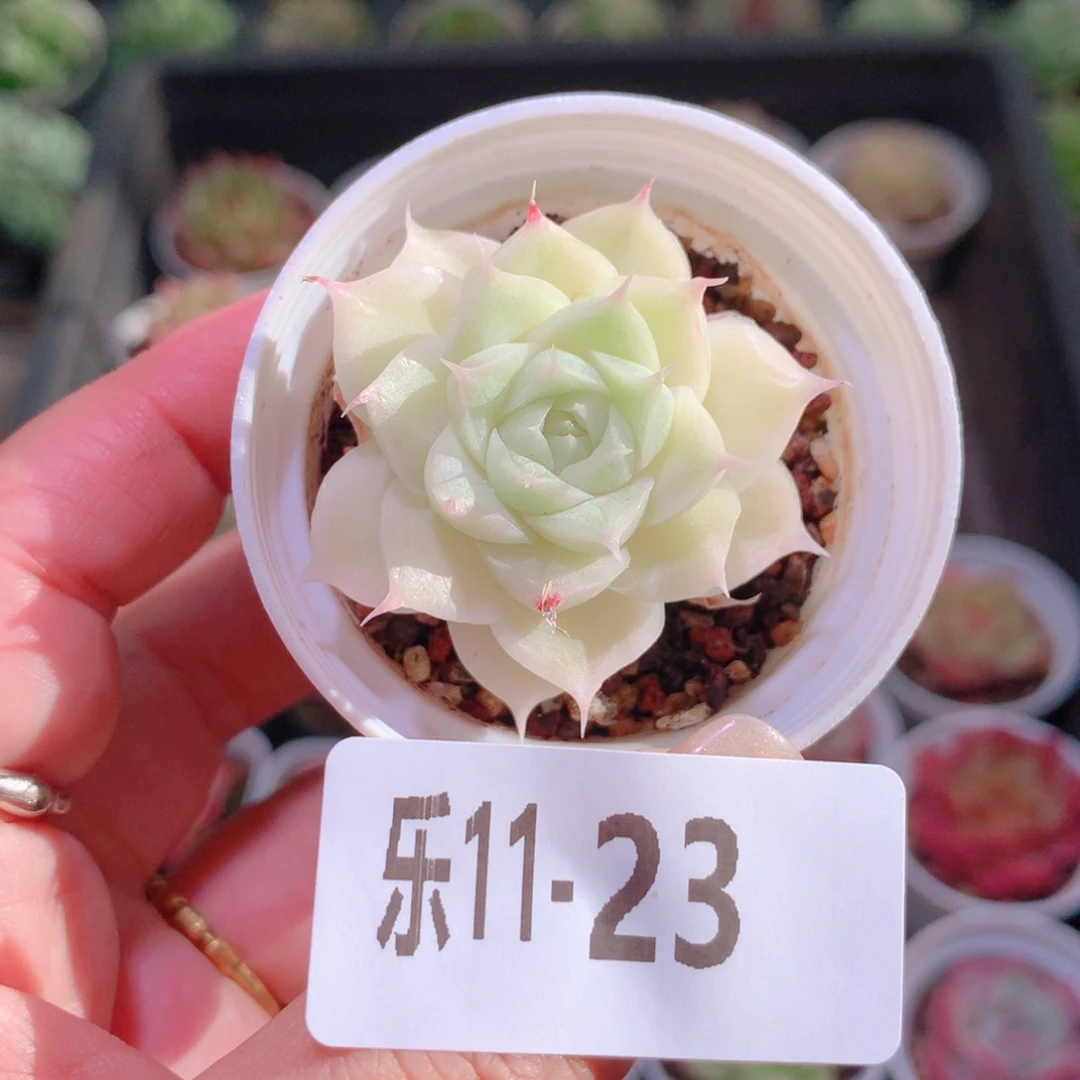 乐然11-23 麦秆单头