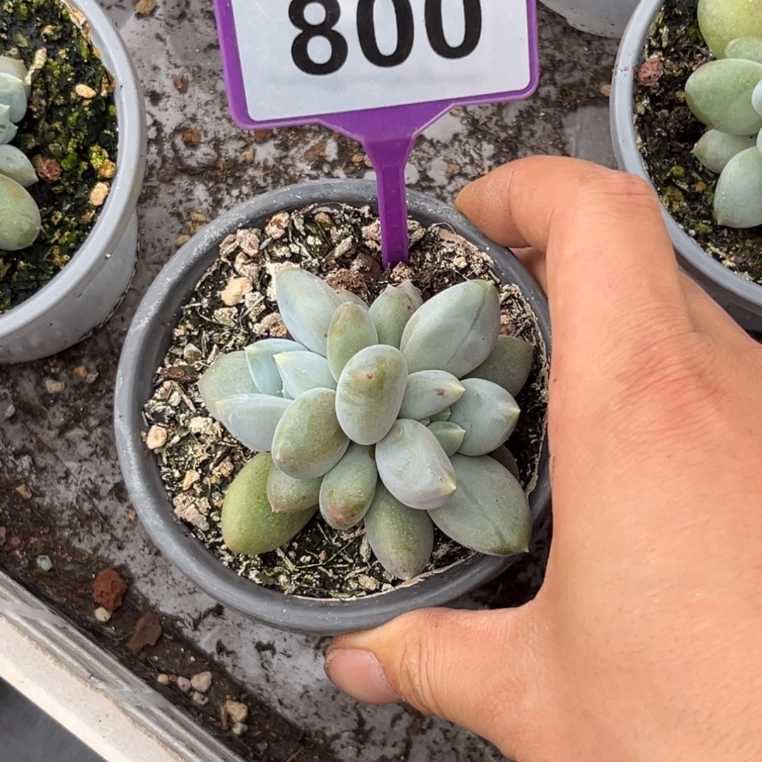 多肉植物胖体哥特800