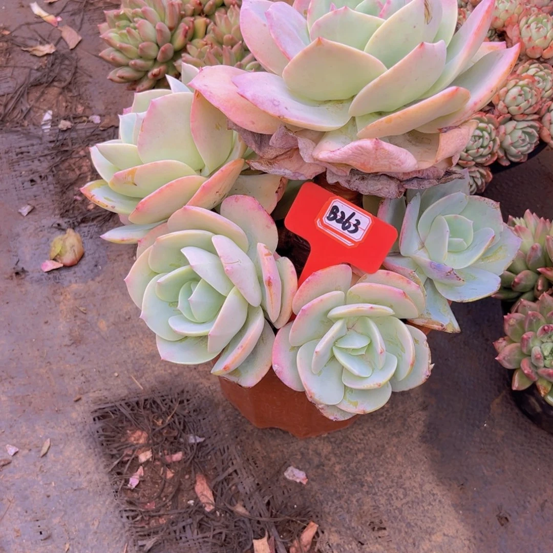 郭*姐白凤263多肉植物