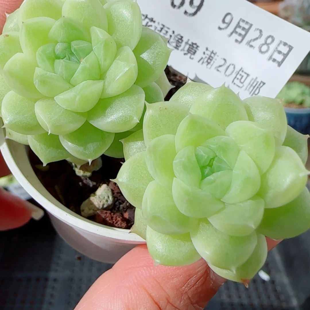 花语逸镜0928-169散