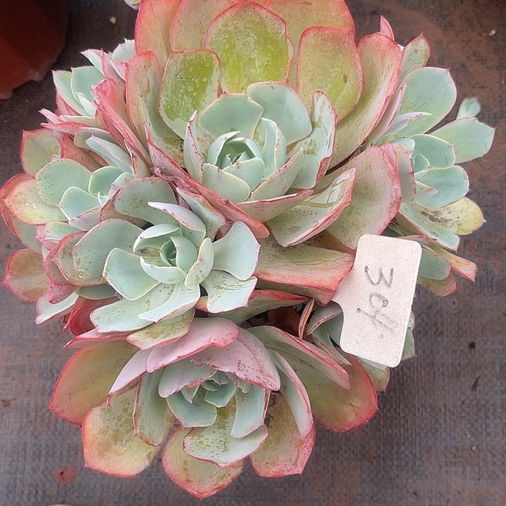 小***哒晨语多肉，一物一拍，304