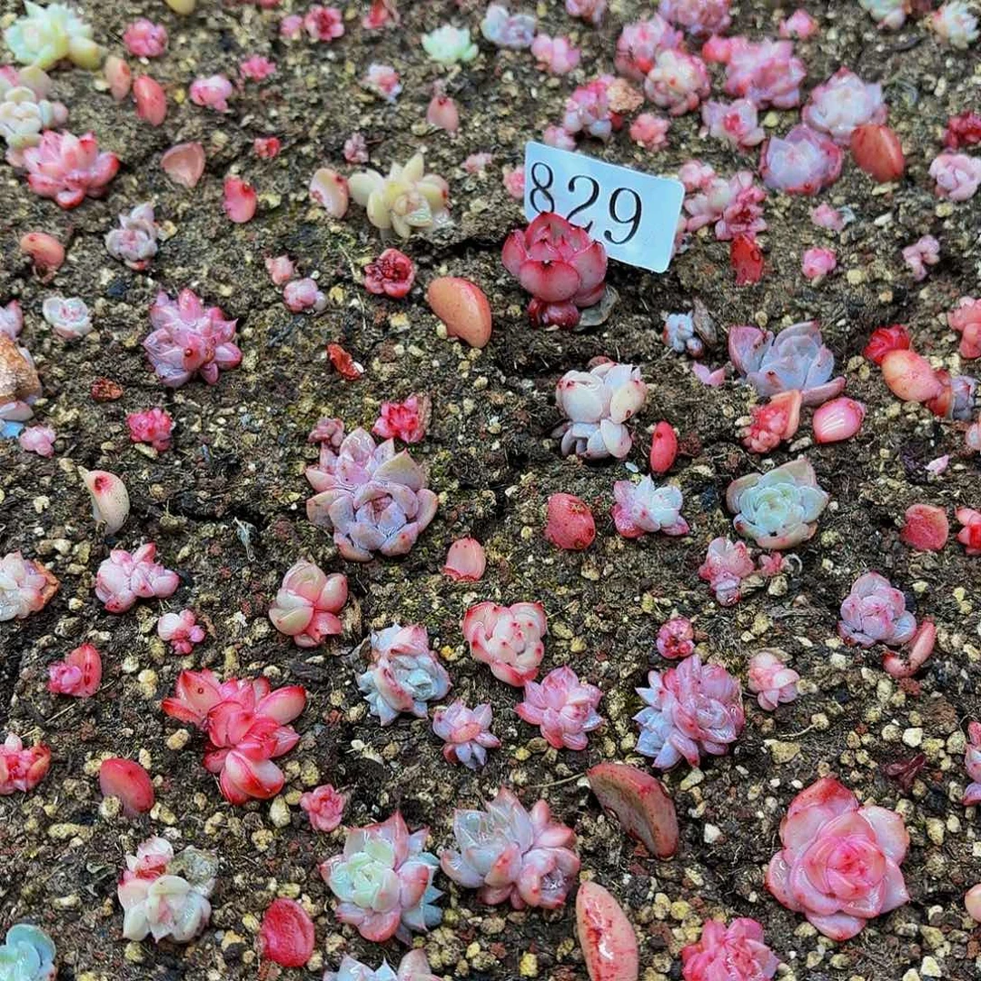 爱***姐多肉植物多肉植物829