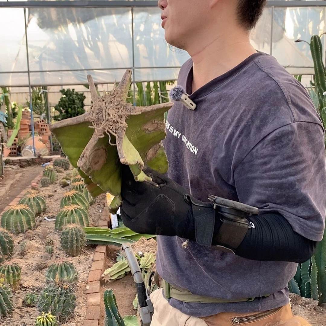 韩***财1号秘鲁苹果母头。