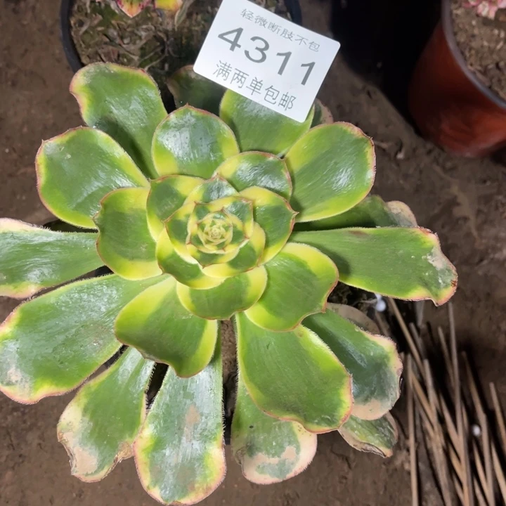 4311王妃的的的多肉