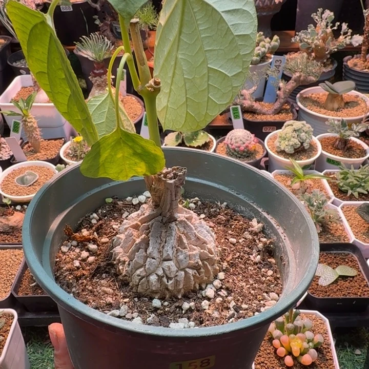 五***骨龟裂甲萝藦158 仙人掌