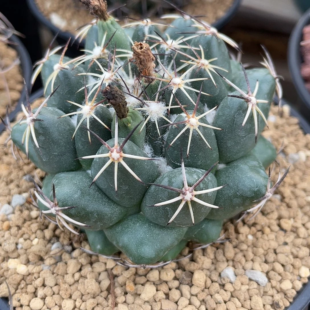 仙人球顶花球属魔象7.7厘米