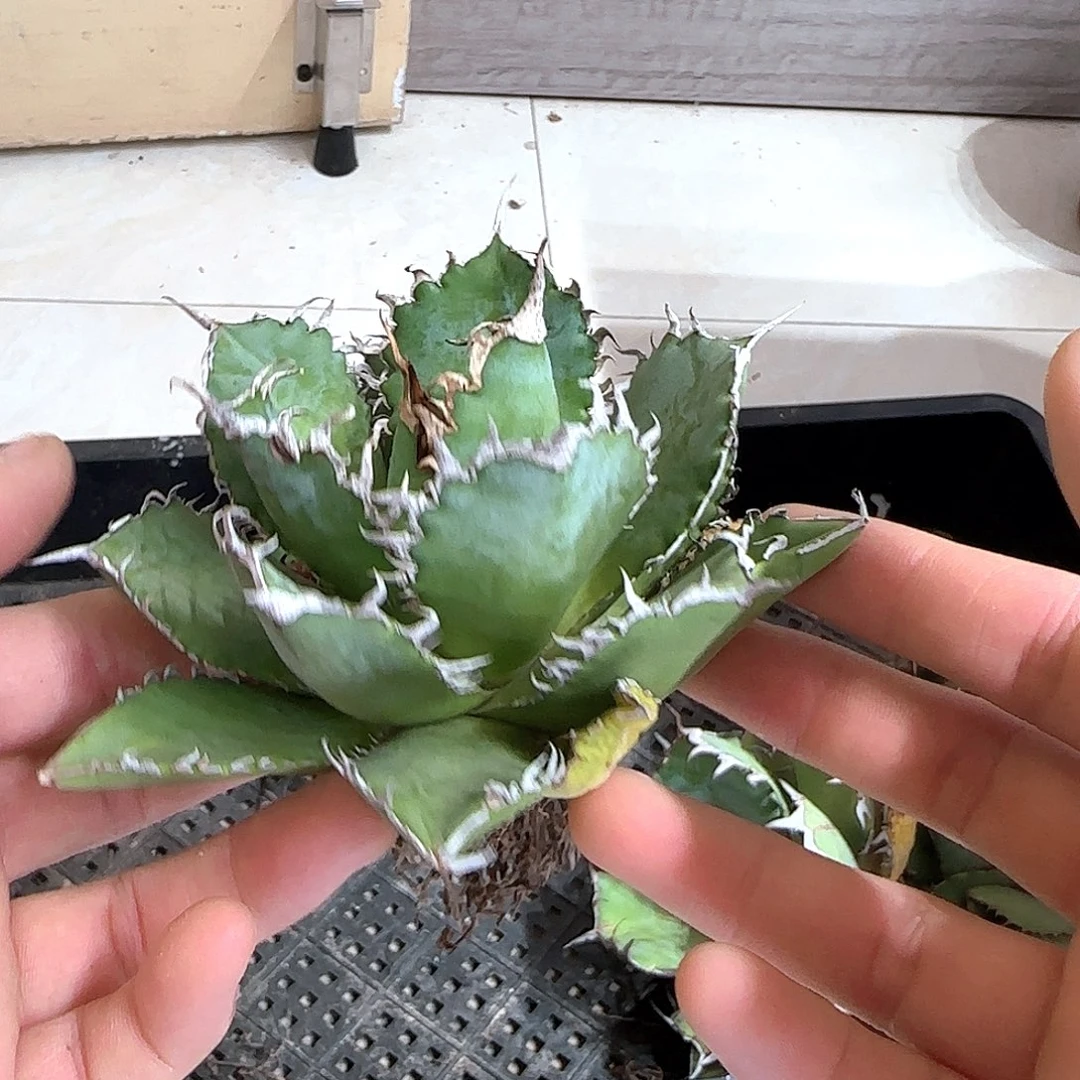 蕾丝龙舌兰11111111111