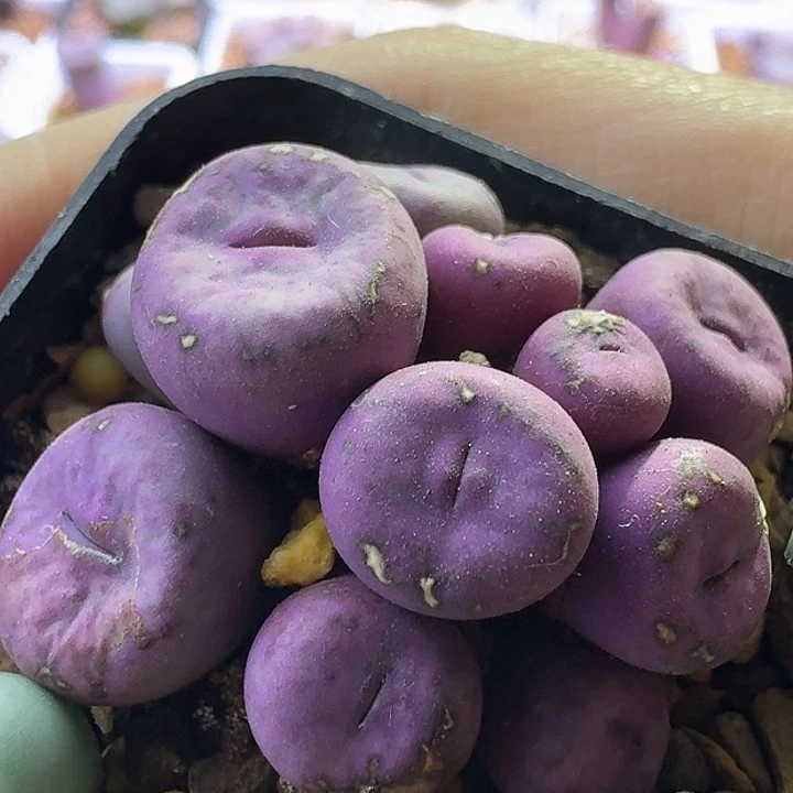 89号紫皮噘嘴一物一拍0.6-1.2