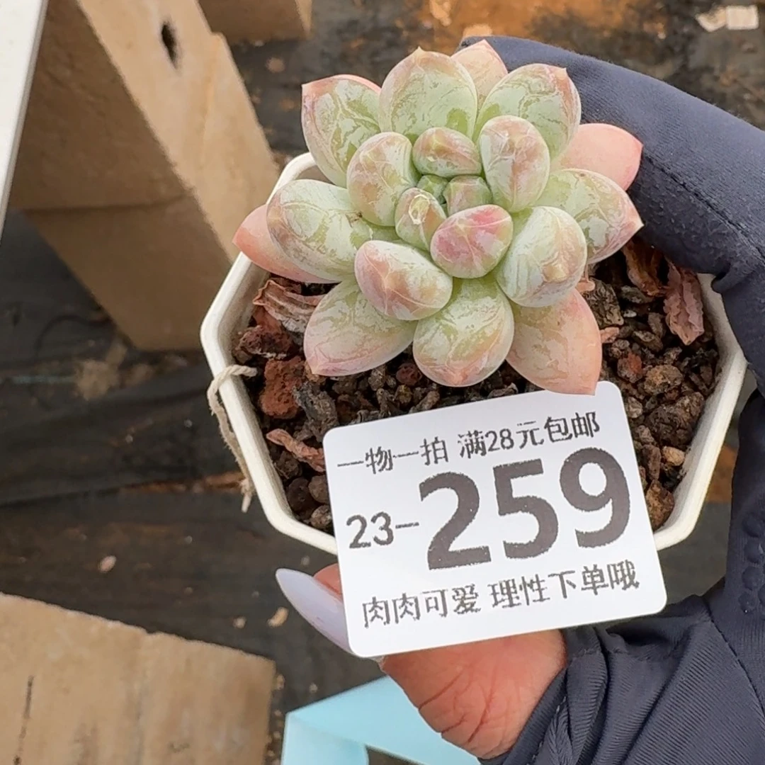 三色奶无盆土发货无盆