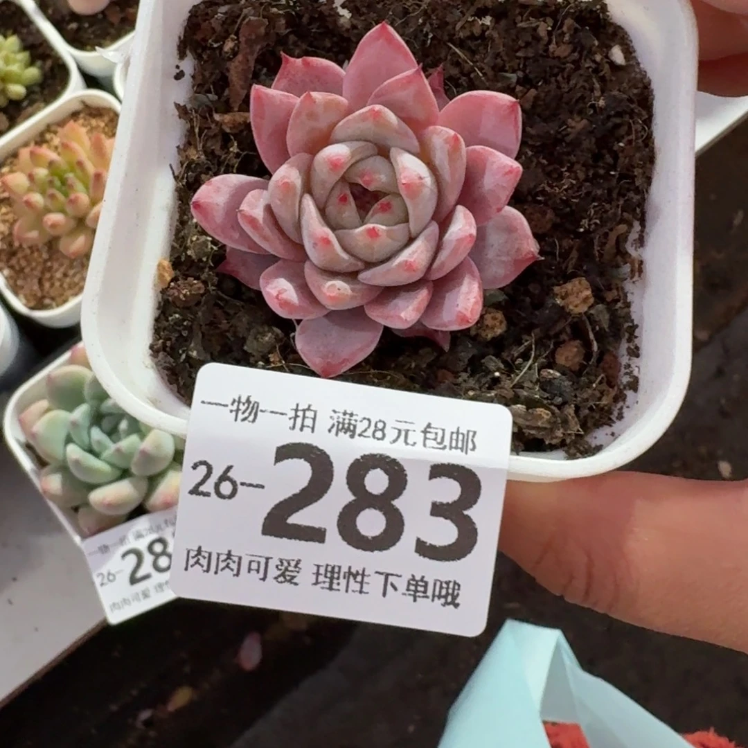 粉蓝鸟无盆土发货无