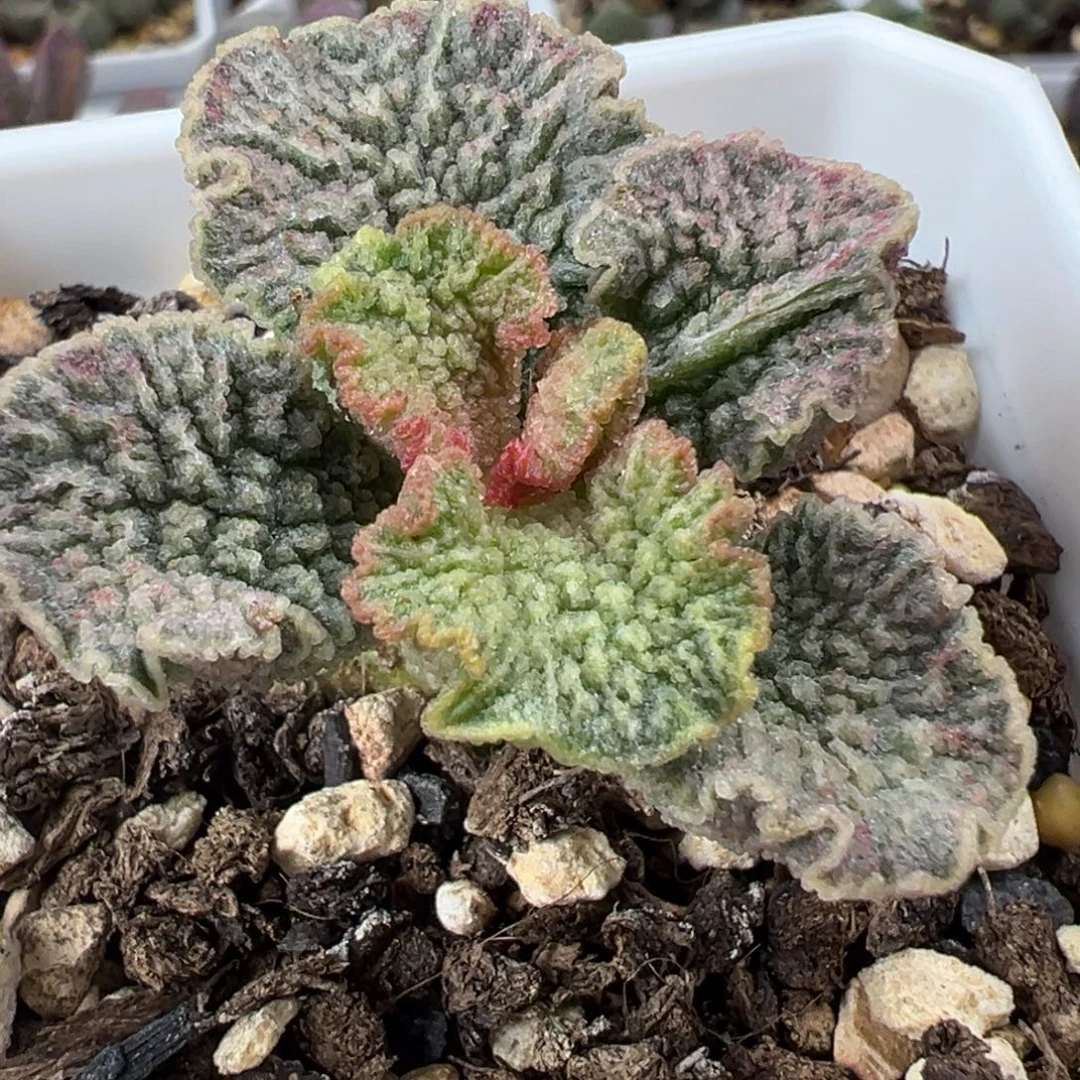 红玫瑰单头纯木质桩