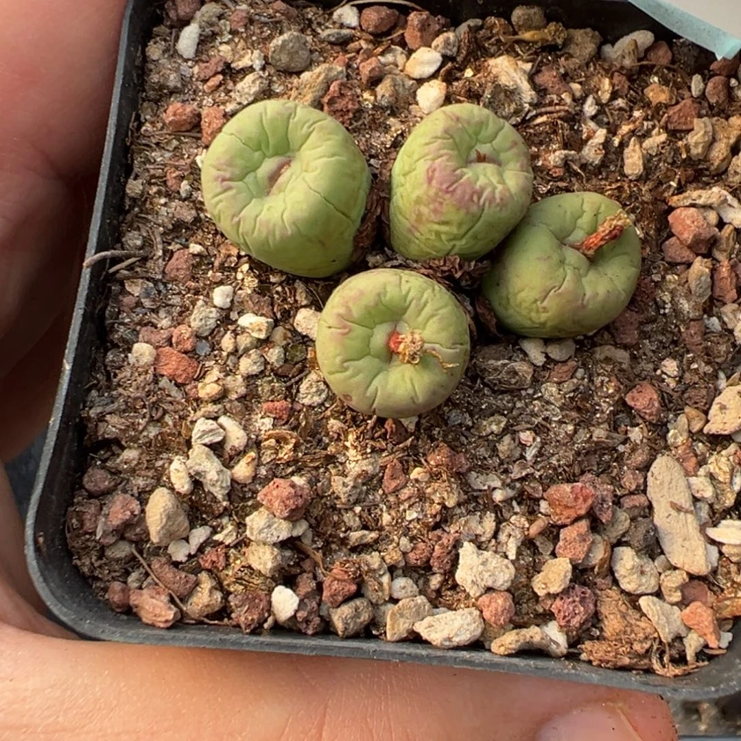 17-50肉锥多肉植物