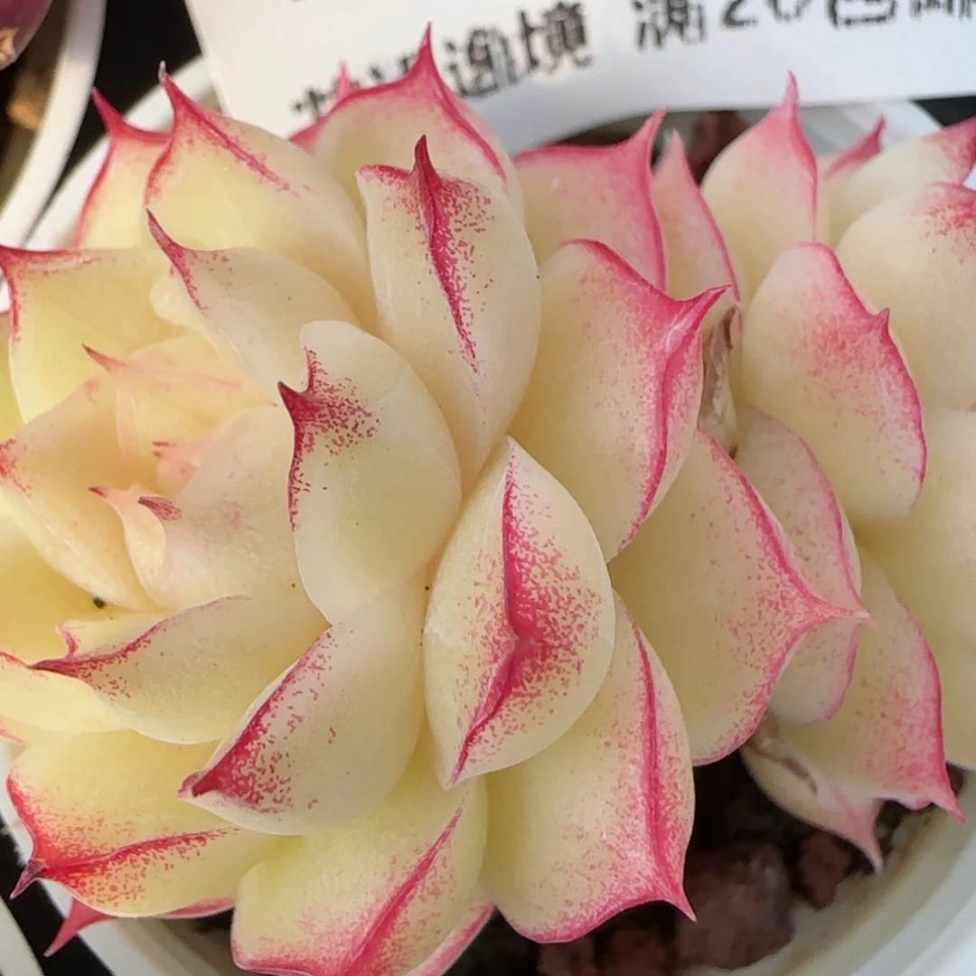 花语逸镜0129-798