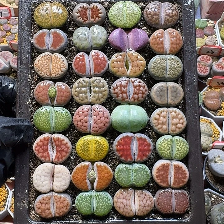 生石花11121。  裸根带盆土。  236