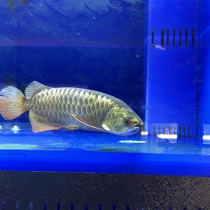 龙鱼29cm鲨鱼嘴过背金龙