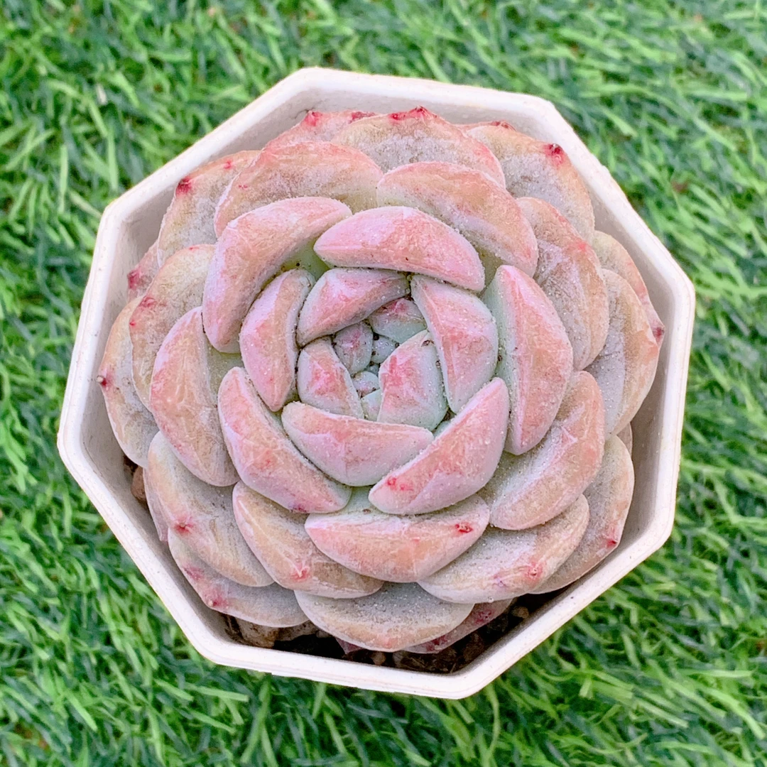 冰魄单头精品多肉植物盆栽易好养易养花卉一单包邮