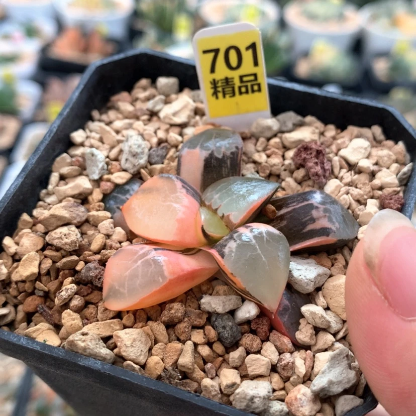 【闪购商品】7 01火凤凰