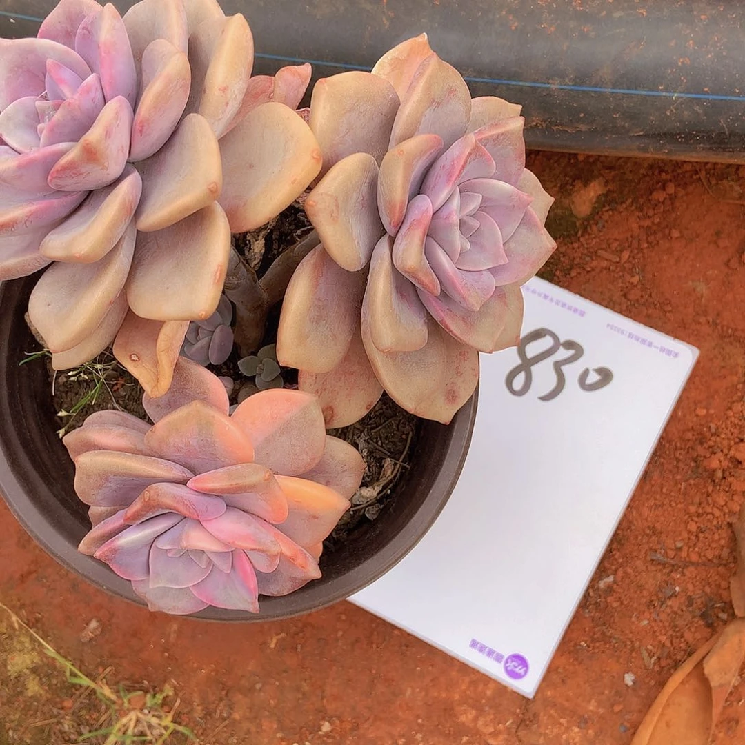 一物一拍多肉外播紫乐锦830