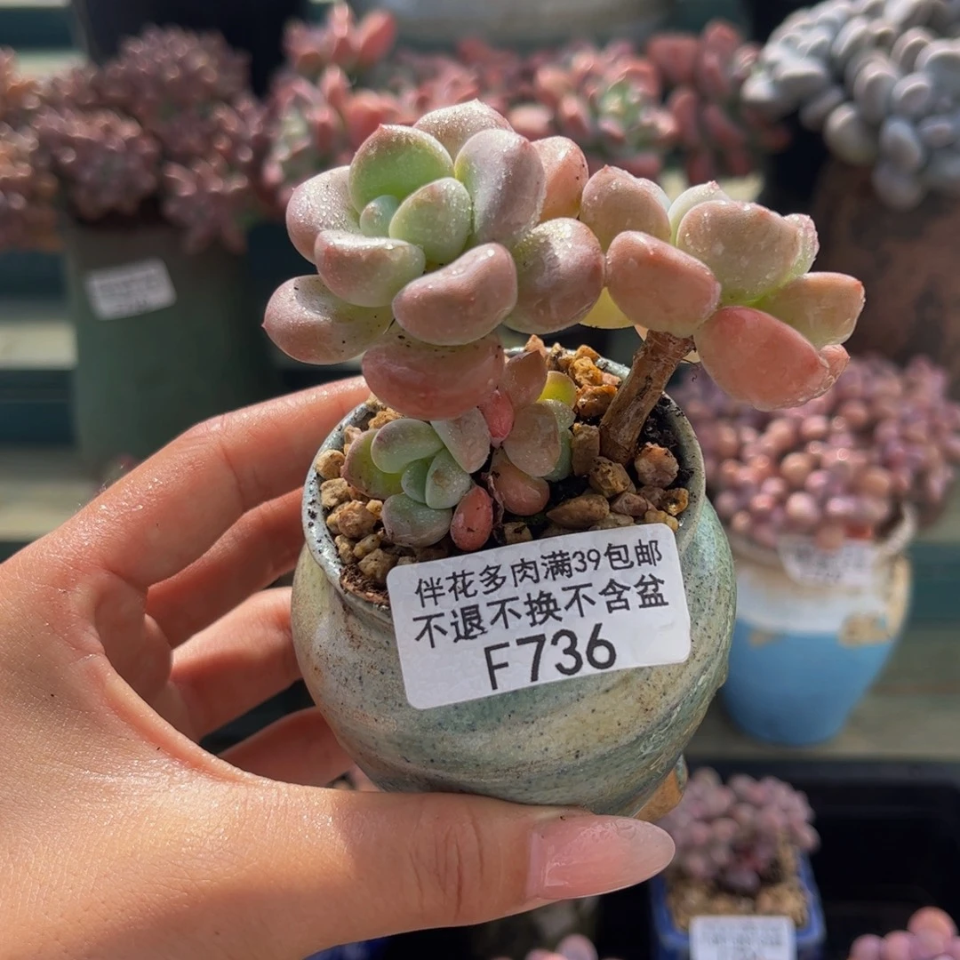 736-花瓣鹿5cm多肉