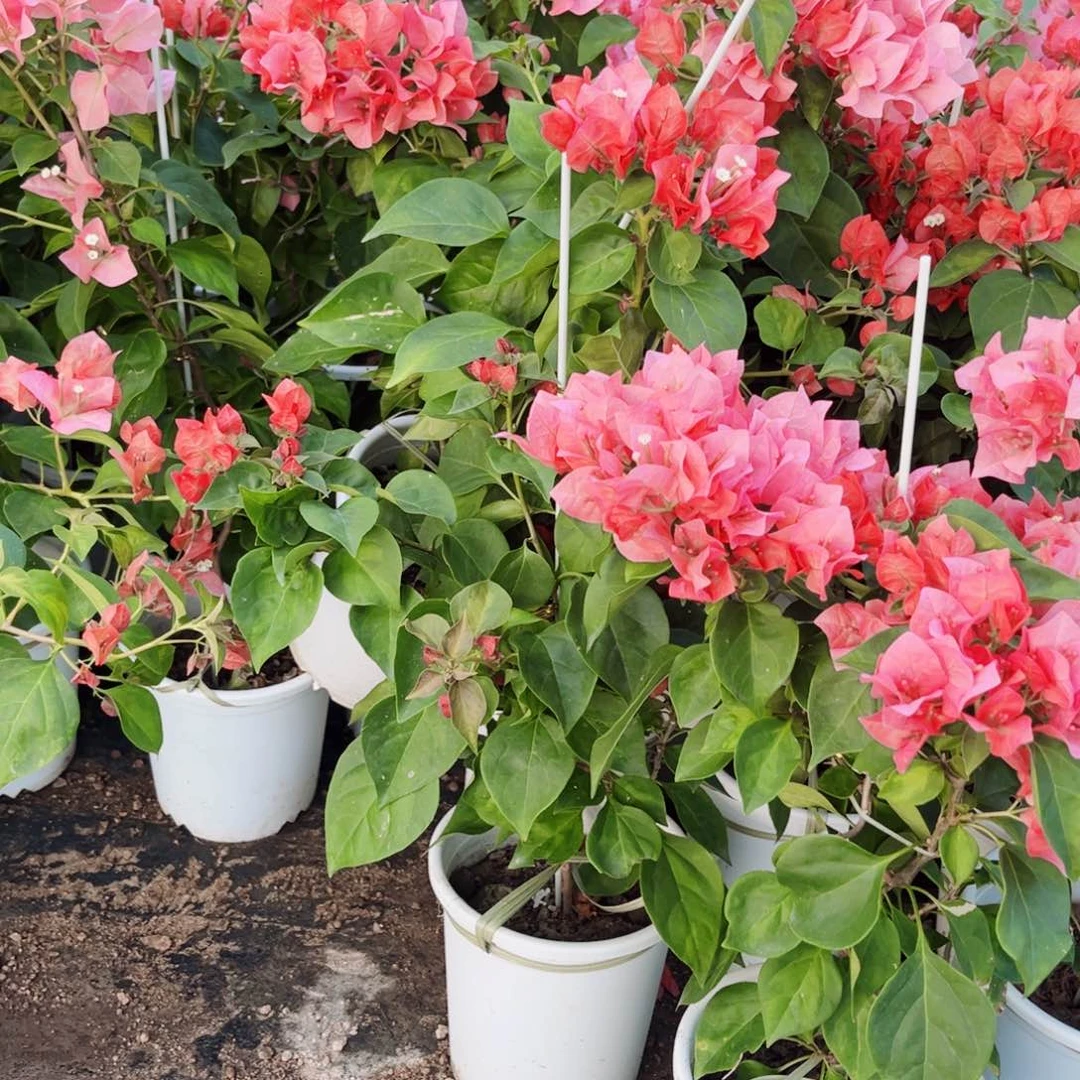 完全开放三角梅红日落