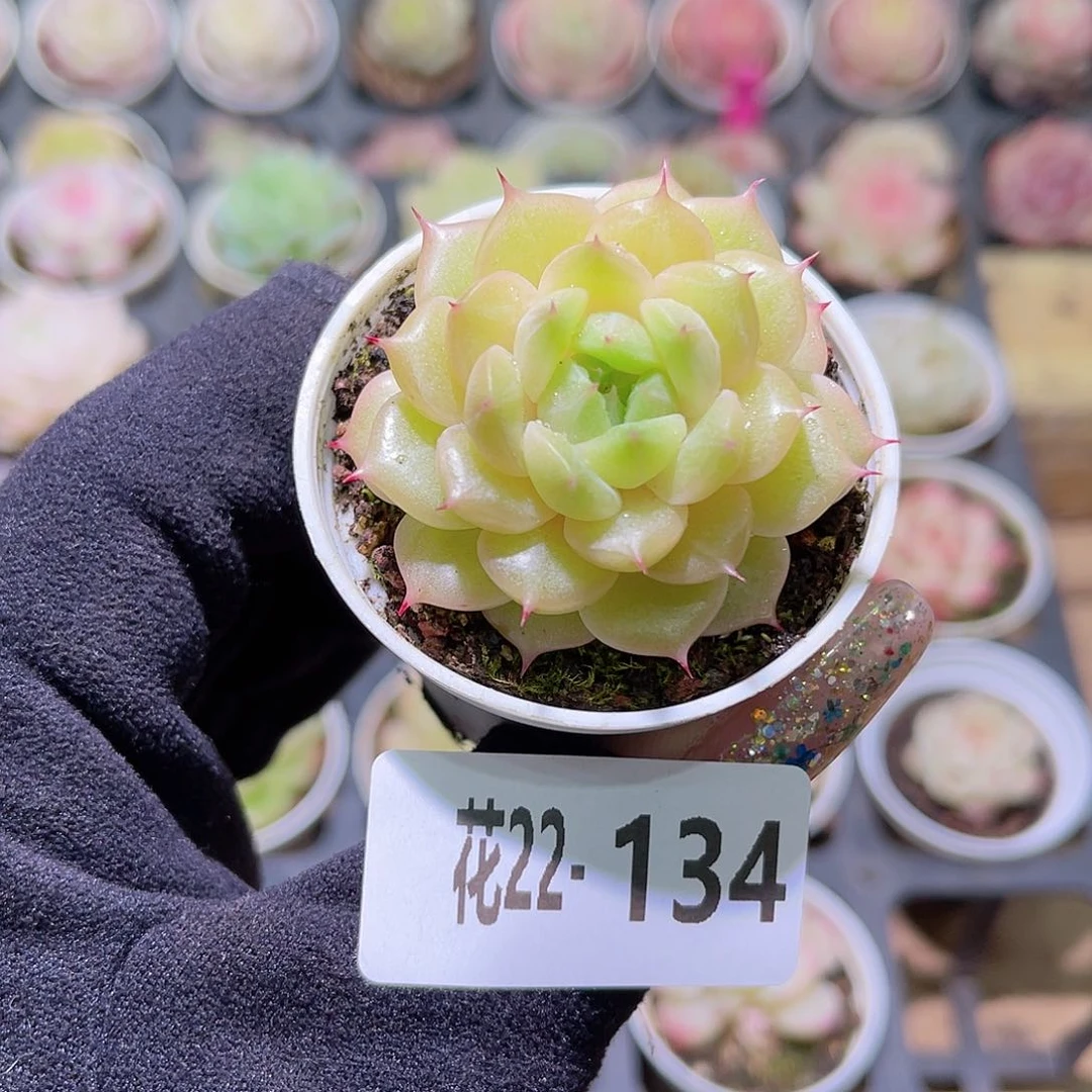 花利美22-134海王
