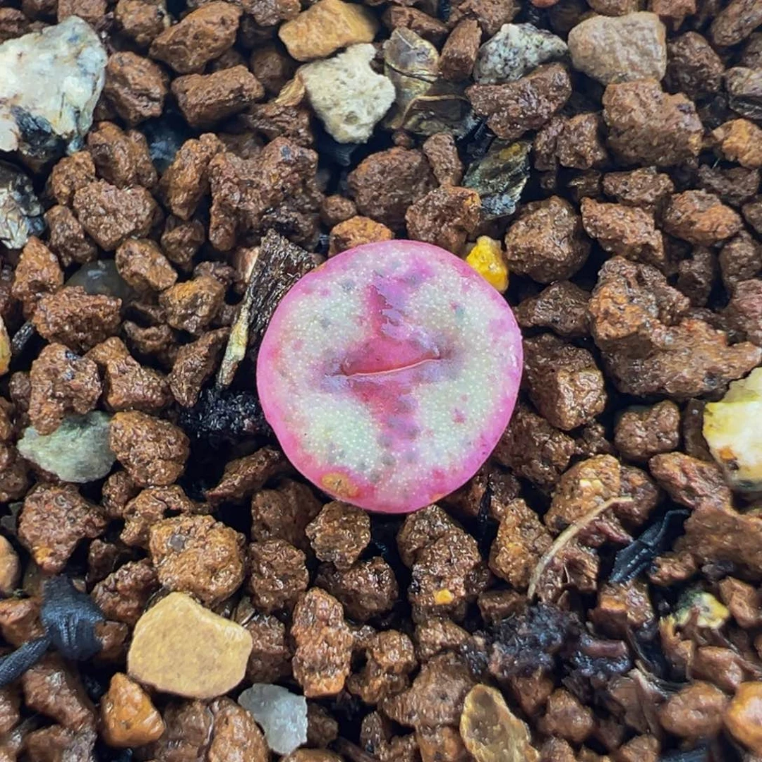 十字纽扣多肉植物盆栽