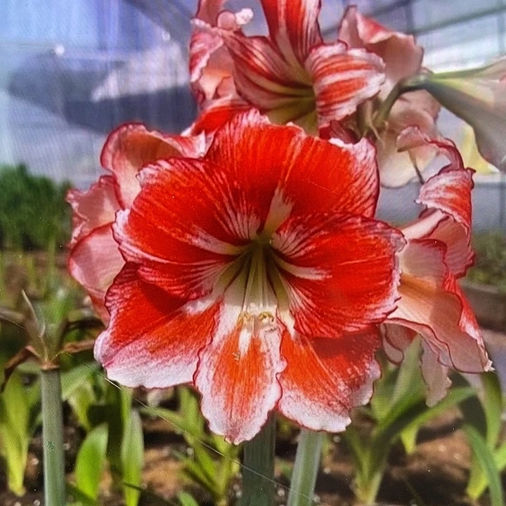 桌舞5厘米朱顶红，