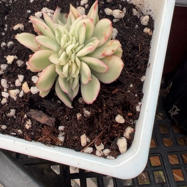 女王缀锦多肉植物101