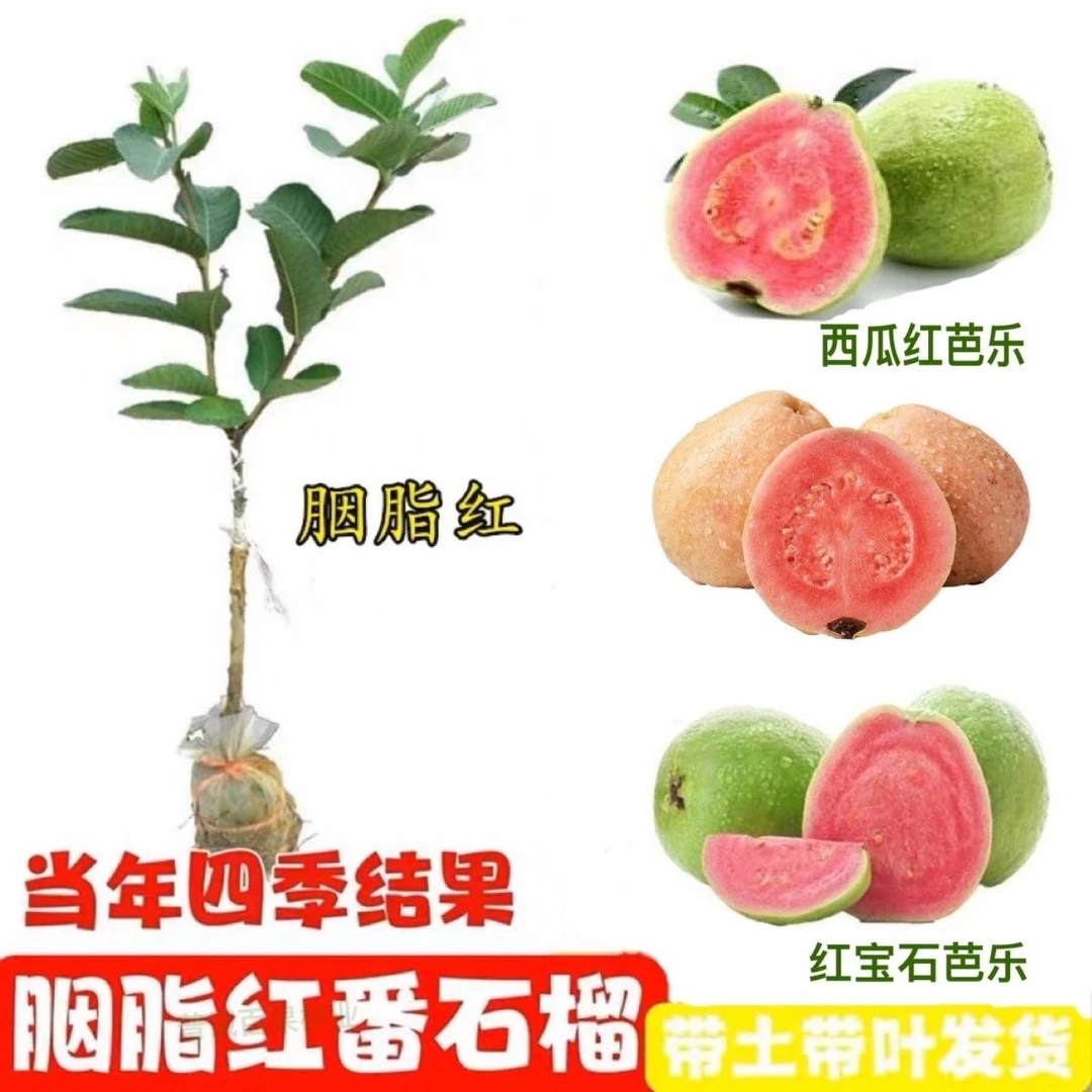 广东正宗嫁接红心胭脂红番石榴树果苗白心珍珠芭乐南方庭院果树苗