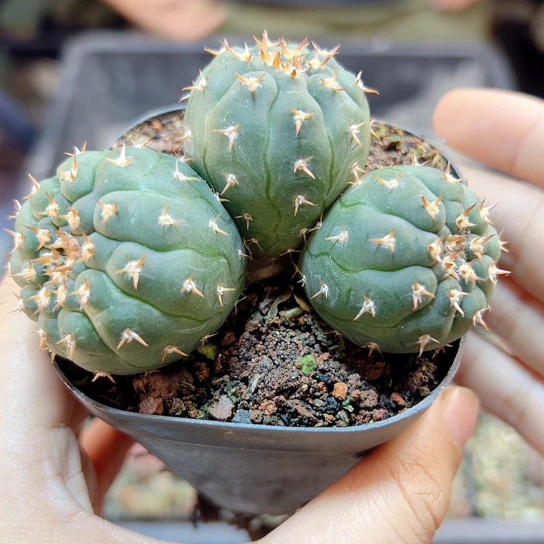 晚2号实生3头猫爪8.7公分