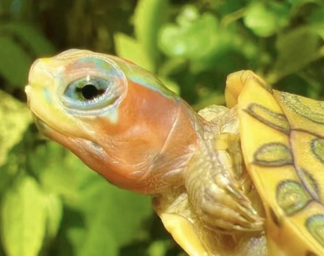 巴西活体直播链接