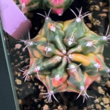 114-0226侧芽泰国发货多肉